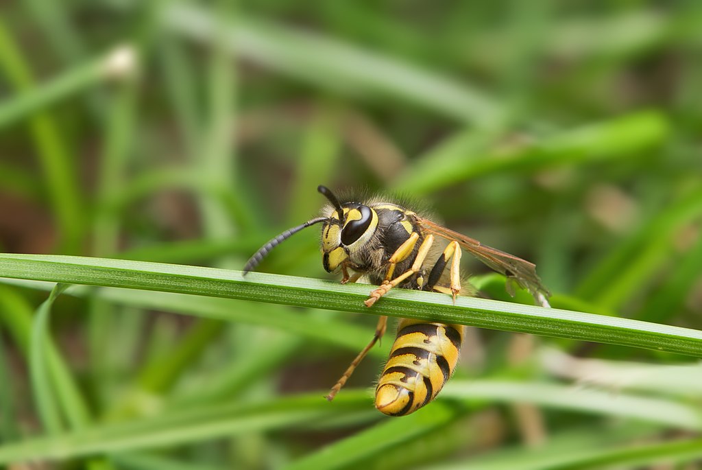 avispa alemana